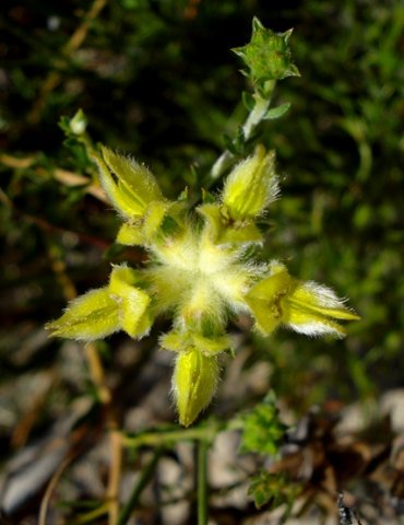 Aspalathus aspalathoides heads